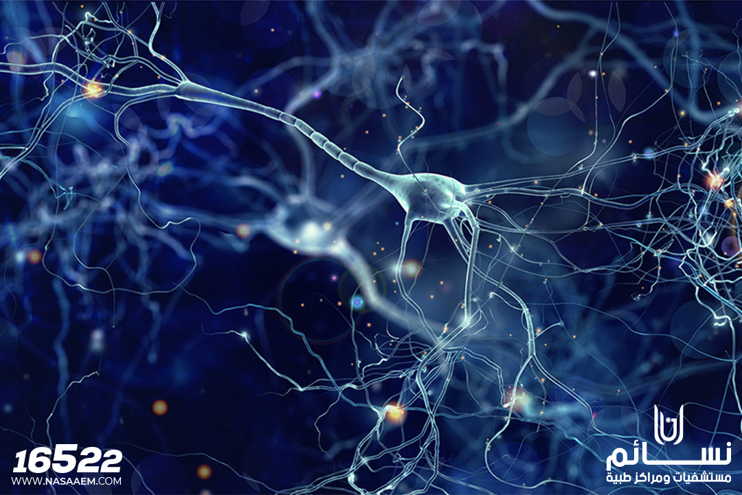 عدد الخلايا العصبية في المخ
